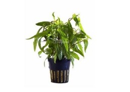 Hygrophila sp. 'Pantanal Wavy' - Pot 5,5cm - Plantes en pots de 5,5cm - aquarium - Comptoir du Poisson exotique