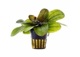Echinodorus 'Reni' - Pot 5,5cm - Plantes en pots de 5,5cm - aquarium - Comptoir du Poisson exotique