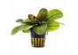Echinodorus 'Reni' - Pot 5,5cm - Plantes en pots de 5,5cm - aquarium - Comptoir du Poisson exotique