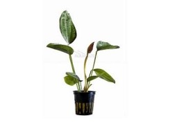 Echinodorus 'Indian Red' - Pot 5,5cm - Plantes en pots de 5,5cm - aquarium - Comptoir du Poisson exotique