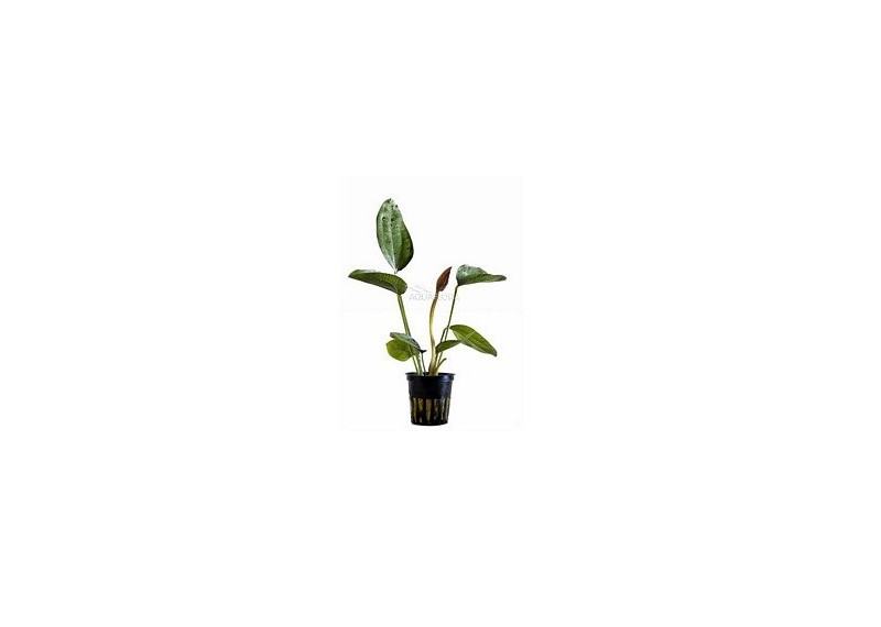 Echinodorus 'Indian Red' - Pot 5,5cm - Plantes en pots de 5,5cm - aquarium - Comptoir du Poisson exotique