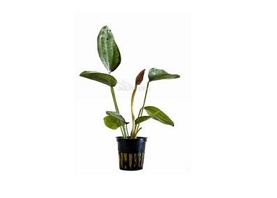 Echinodorus 'Indian Red' - Pot 5,5cm - Plantes en pots de 5,5cm - aquarium - Comptoir du Poisson exotique