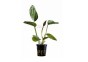 Echinodorus 'Indian Red' - Pot 5,5cm - Plantes en pots de 5,5cm - aquarium - Comptoir du Poisson exotique
