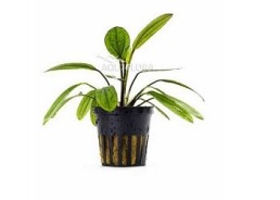 Echinodorus 'Red Diamond' - Pot 5,5cm - Plantes en pots de 5,5cm - aquarium - Comptoir du Poisson exotique