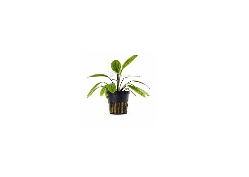 Echinodorus 'Red Diamond' - Pot 5,5cm - Plantes en pots de 5,5cm - aquarium - Comptoir du Poisson exotique