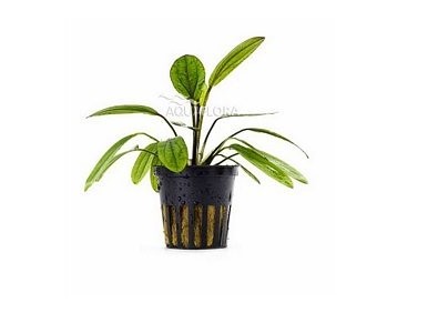 Echinodorus 'Red Diamond' - Pot 5,5cm - Plantes en pots de 5,5cm - aquarium - Comptoir du Poisson exotique