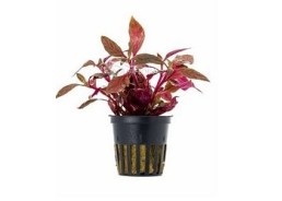 Alternanthera reineckii 'Rosanervig' - Pot 5,5cm - Plantes en pots de 5,5cm - aquarium - Comptoir du Poisson exotique