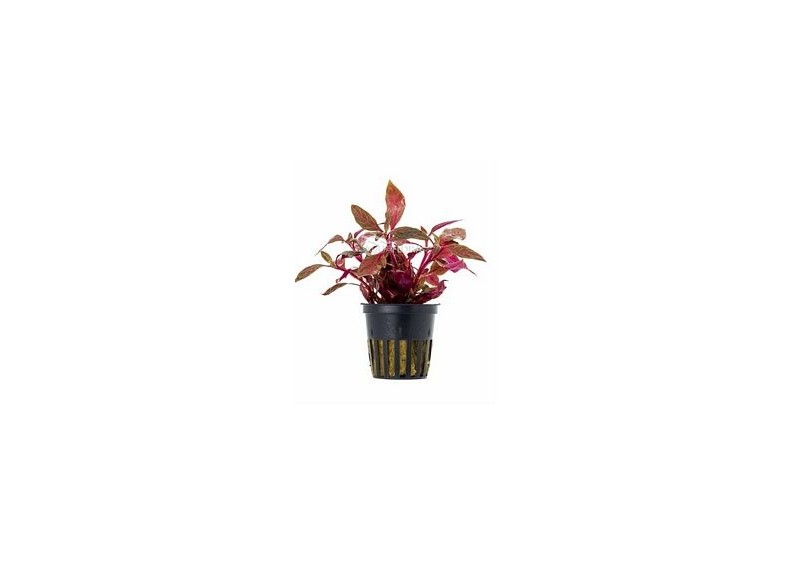 Alternanthera reineckii 'Rosanervig' - Pot 5,5cm - Plantes en pots de 5,5cm - aquarium - Comptoir du Poisson exotique
