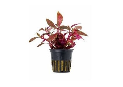 Alternanthera reineckii 'Rosanervig' - Pot 5,5cm - Plantes en pots de 5,5cm - aquarium - Comptoir du Poisson exotique