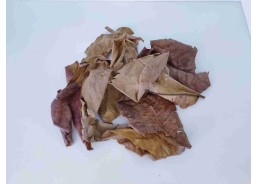 Feuilles de katapa - lot de 10 - Accessoires - Comptoir du Poisson exotique