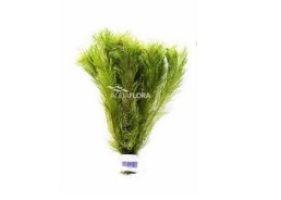 Myriophyllum matagrossense - bouquet - Bouquets lestés - Comptoir du Poisson exotique