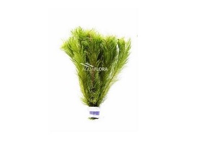 Myriophyllum matagrossense - bouquet - Bouquets lestés - Comptoir du Poisson exotique