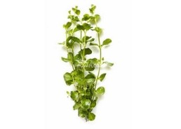 Lysimachia nummularia - Bouquet - Bouquets lestés - Comptoir du Poisson exotique