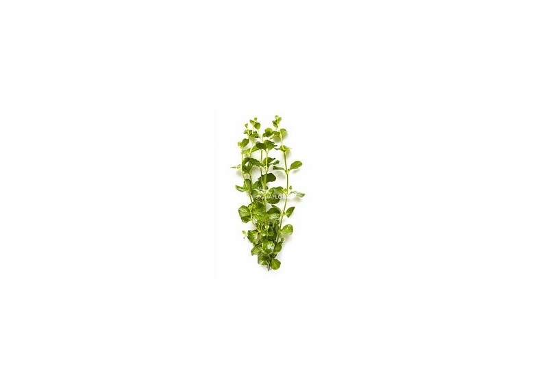 Lysimachia nummularia - Bouquet - Bouquets lestés - Comptoir du Poisson exotique