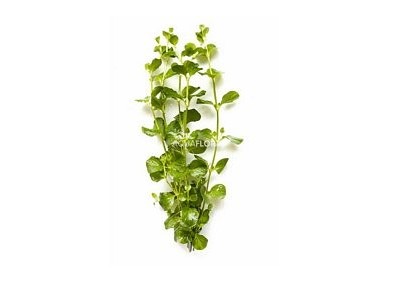 Lysimachia nummularia - Bouquet - Bouquets lestés - Comptoir du Poisson exotique