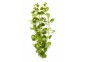 Lysimachia nummularia - Bouquet - Bouquets lestés - Comptoir du Poisson exotique