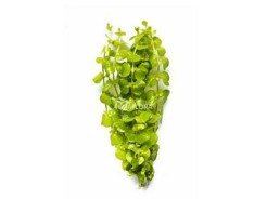 Lysimachia nummularia 'Aurea' - Bouquet - Bouquets lestés - Comptoir du Poisson exotique