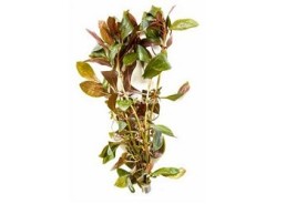Ludwigia perennis - Bouquet - Bouquets lestés - Comptoir du Poisson exotique