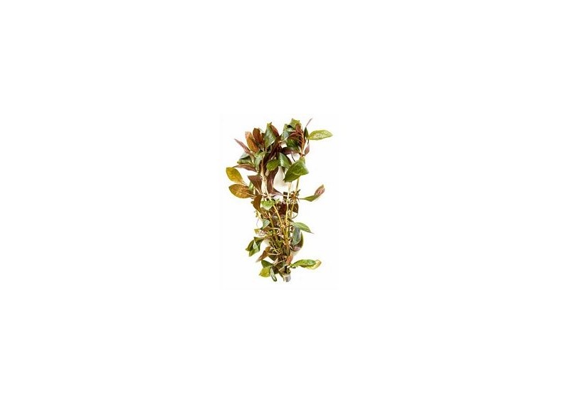 Ludwigia perennis - Bouquet - Bouquets lestés - Comptoir du Poisson exotique