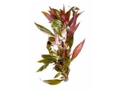 Ludwigia glandulosa - Bouquet - Bouquets lestés - Comptoir du Poisson exotique