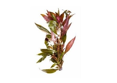 Ludwigia glandulosa - Bouquet - Bouquets lestés - Comptoir du Poisson exotique