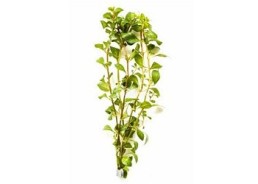 Ludwigia mullertii - Bouquet - Bouquets lestés - Comptoir du Poisson exotique