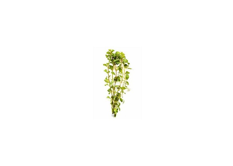 Ludwigia mullertii - Bouquet - Bouquets lestés - Comptoir du Poisson exotique