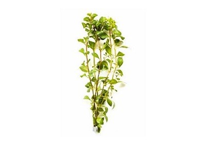 Ludwigia mullertii - Bouquet - Bouquets lestés - Comptoir du Poisson exotique