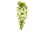 Ludwigia mullertii - Bouquet - Bouquets lestés - Comptoir du Poisson exotique
