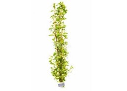 Ludwigia arcuata - Bouquet - Bouquets lestés - Comptoir du Poisson exotique