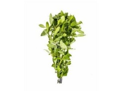 Hygrophila polysperma - Bouquet - Bouquets lestés - Comptoir du Poisson exotique
