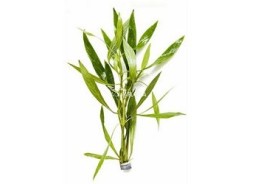 Hygrophila salicifolia - Bouquet - Bouquets lestés - Comptoir du Poisson exotique