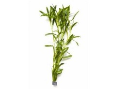 Heteranthera zosterifolia - Bouquet - Bouquets lestés - Comptoir du Poisson exotique