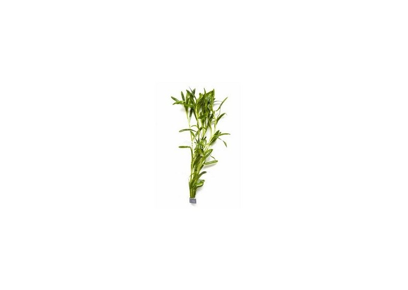 Heteranthera zosterifolia - Bouquet - Bouquets lestés - Comptoir du Poisson exotique