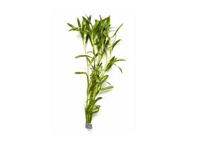 Heteranthera zosterifolia - Bouquet - Bouquets lestés - Comptoir du Poisson exotique