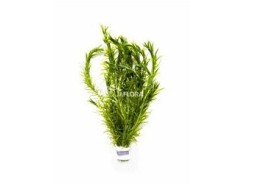 Egeria densa - Bouquet - Bouquets lestés - Comptoir du Poisson exotique