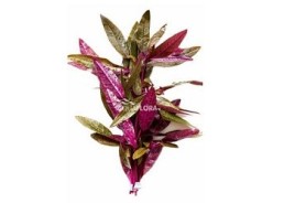 Alternanthera sessilis - Bouquet - Bouquets lestés - Comptoir du Poisson exotique