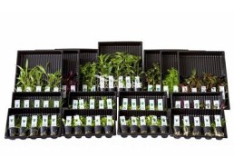 Assortiment-Box J - 15x5 pots colour code green - Assortiments de plantes - Comptoir du Poisson exotique