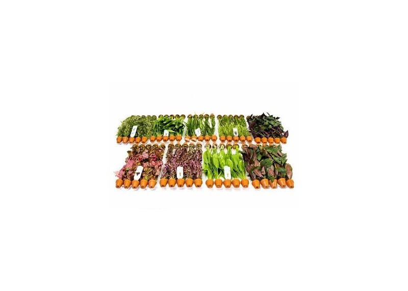 Assortiment-Box E - 9x10 terra cotta pots tropical - Assortiments de plantes - Comptoir du Poisson exotique