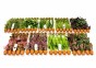 Assortiment-Box E - 9x10 terra cotta pots tropical - Assortiments de plantes - Comptoir du Poisson exotique