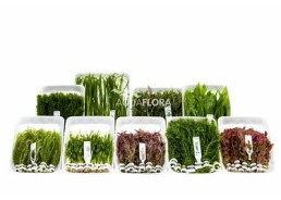 Assortiment-Box A - 9x10 bouquet tropical - Assortiments de plantes - Comptoir du Poisson exotique
