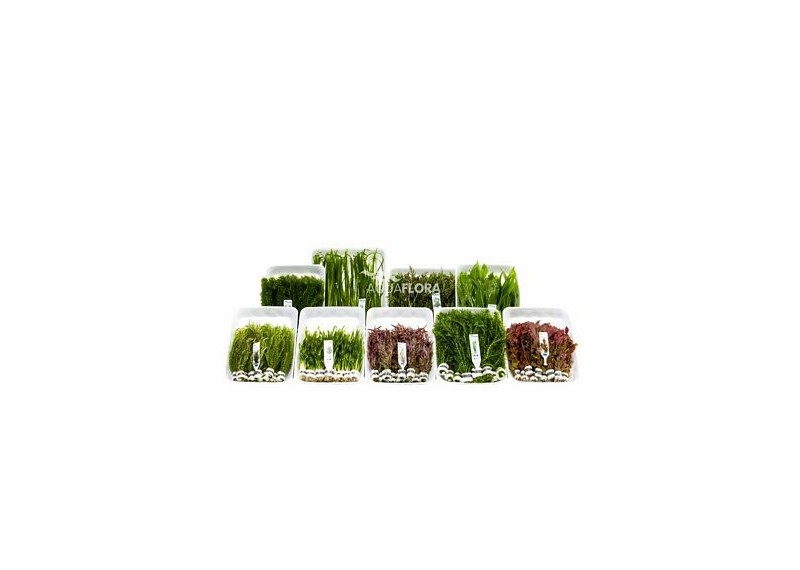 Assortiment-Box A - 9x10 bouquet tropical - Assortiments de plantes - Comptoir du Poisson exotique