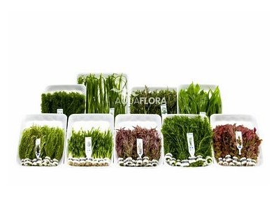 Assortiment-Box A - 9x10 bouquet tropical - Assortiments de plantes - Comptoir du Poisson exotique