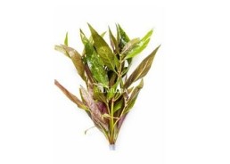 Alternanthera reineckii - Bouquet - Bouquets lestés - Comptoir du Poisson exotique