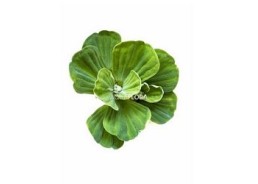 Pistia stratiotes - Plantes flottantes - Comptoir du Poisson exotique