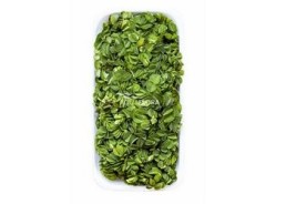 Salvinia natans - Plantes flottantes - Comptoir du Poisson exotique