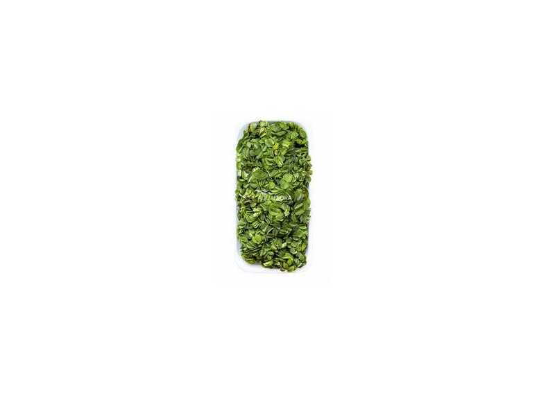 Salvinia natans - Plantes flottantes - Comptoir du Poisson exotique