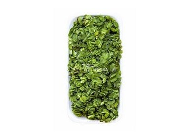 Salvinia natans - Plantes flottantes - Comptoir du Poisson exotique