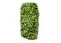 Salvinia natans - Plantes flottantes - Comptoir du Poisson exotique