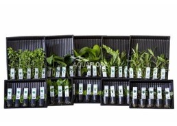 ASS. 6: 10x5 (50) pots all colour code groups - Assortiments de plantes - Comptoir du Poisson exotique